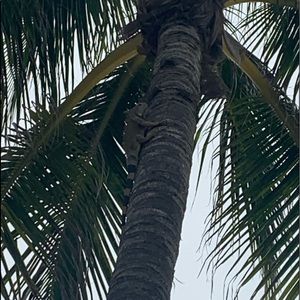 Meet your Posher, Lashawn